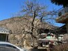 금산군, 보호수 일제 정비…200~300년 보호수 생육환경 개선